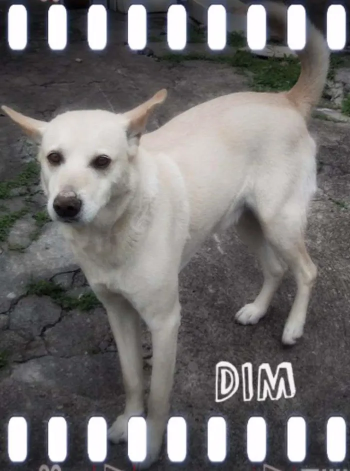 Cachorro ra a desconhecida idade 3 anos nome Din