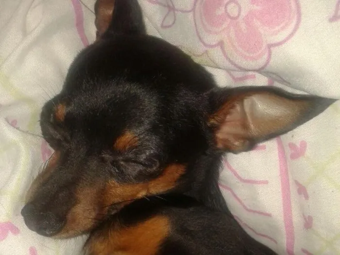 Cachorro ra a Pinscher  idade 1 ano nome Bob