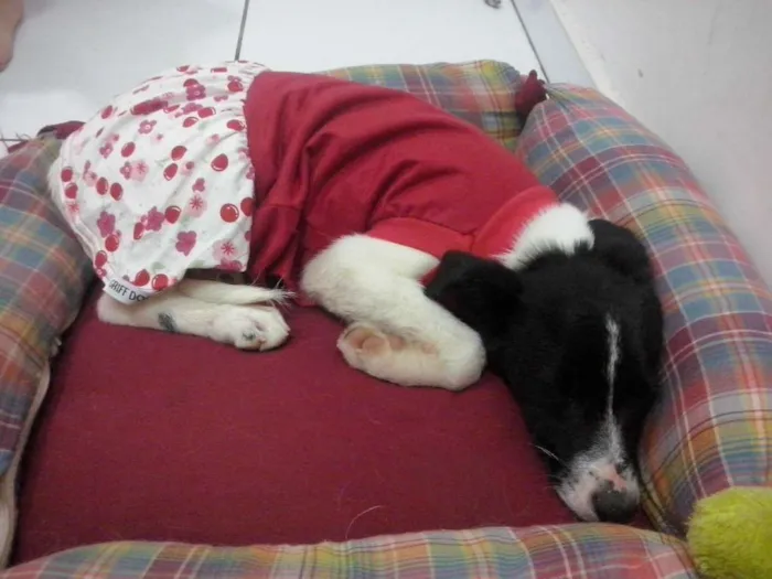 Cachorro ra a indefinida idade 2 a 6 meses nome sem nome
