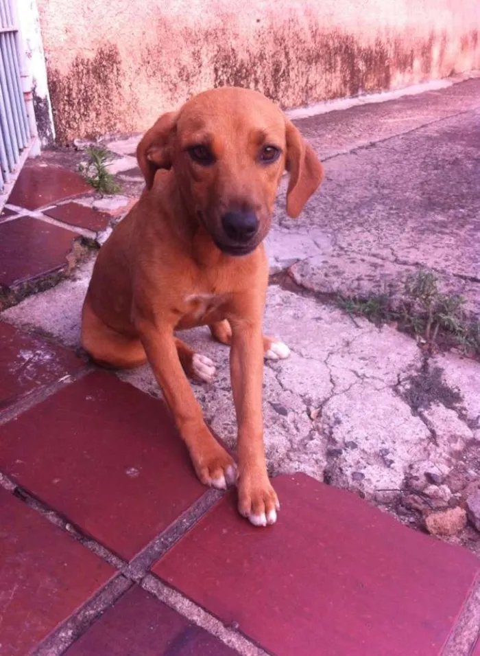 Cachorro ra a vira lata  idade 7 a 11 meses nome peralta