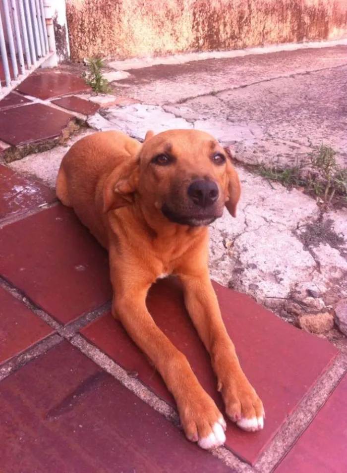 Cachorro ra a vira lata  idade 7 a 11 meses nome peralta