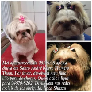Cachorro raça Shitszu  idade 6 ou mais anos nome Mel