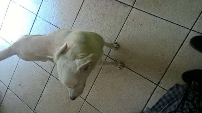 Cachorro ra a Raça não definida idade 2 anos nome Polar