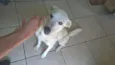 Polar