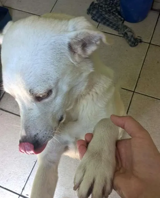 Cachorro ra a Raça não definida idade 2 anos nome Polar