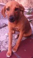 peralta