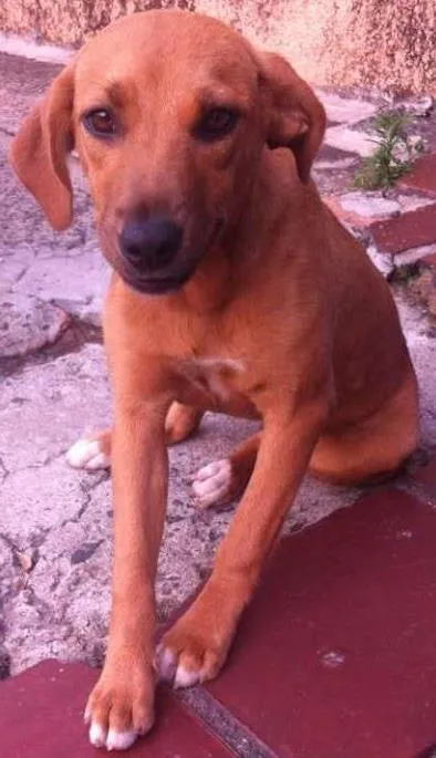 Cachorro ra a vira lata  idade 7 a 11 meses nome peralta