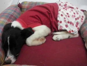 Cachorro raça indefinida idade 2 a 6 meses nome sem nome