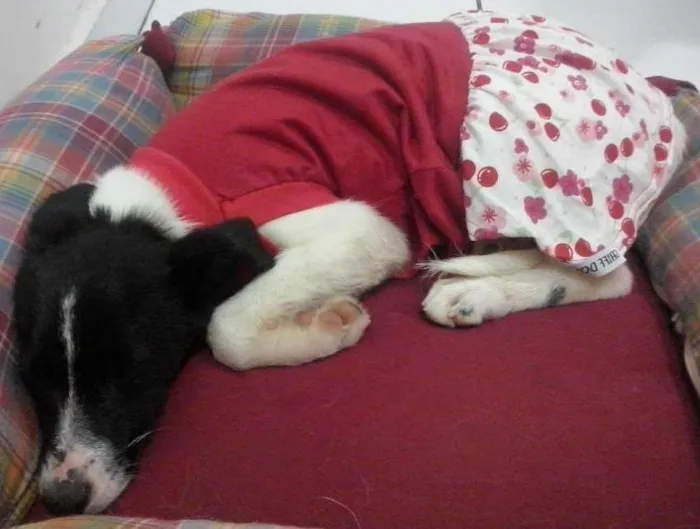 Cachorro ra a indefinida idade 2 a 6 meses nome sem nome