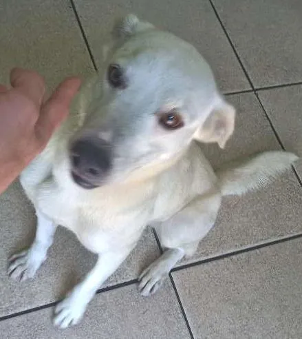 Cachorro ra a Raça não definida idade 2 anos nome Polar