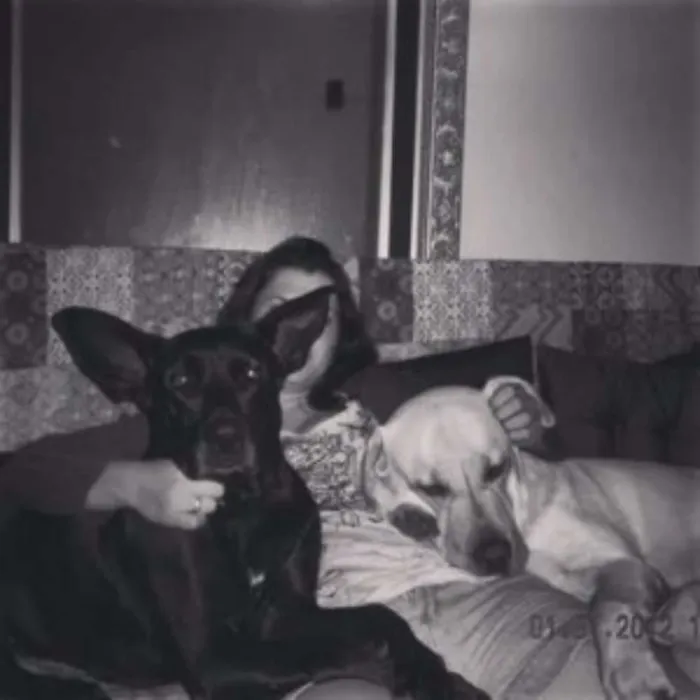 Cachorro ra a Labrador idade  nome Thor, Laila, Luna, 