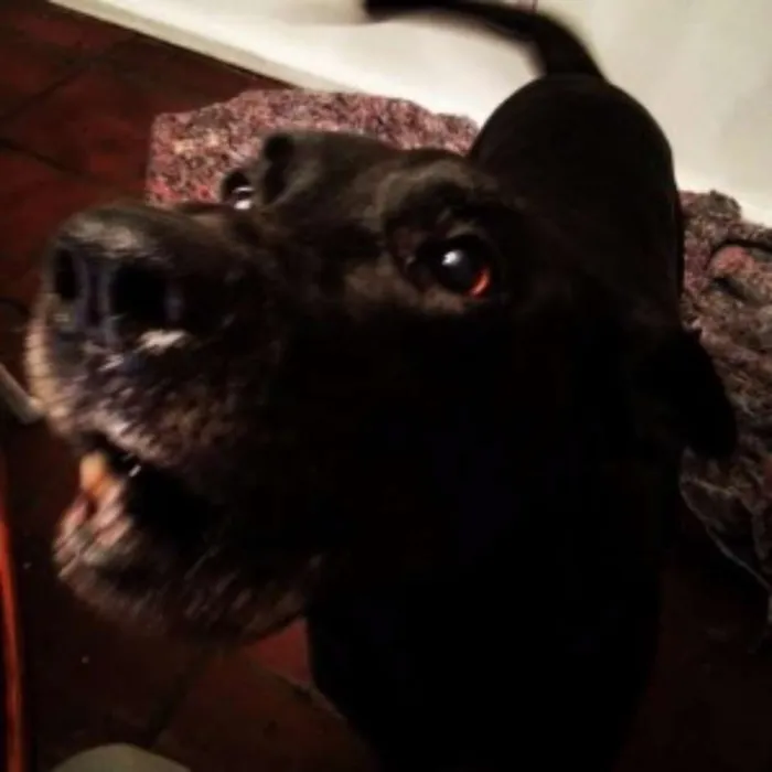 Cachorro ra a Labrador idade  nome Thor, Laila, Luna, 