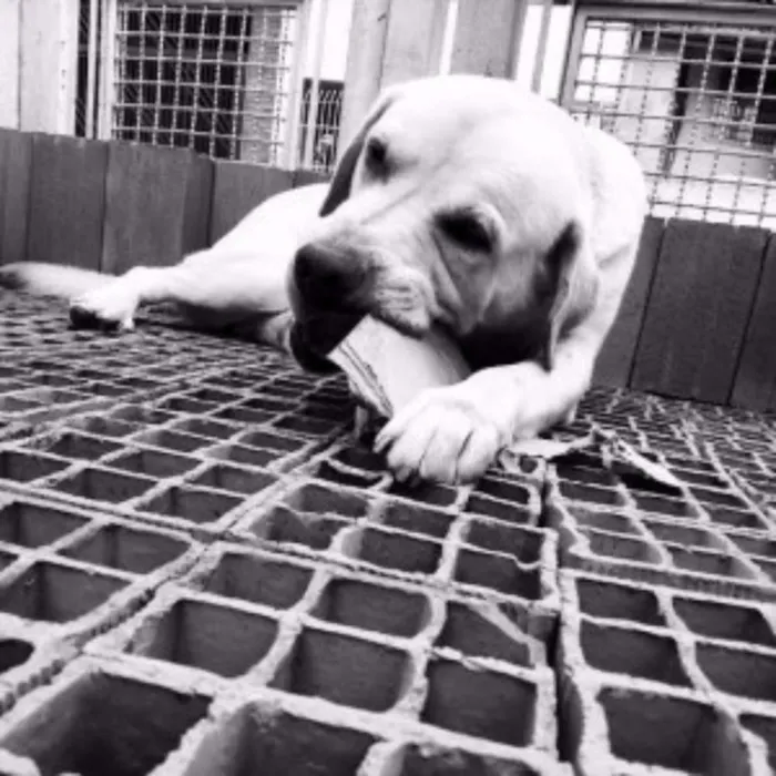 Cachorro ra a Labrador idade  nome Thor, Laila, Luna, 