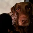 Thor, Laila, Luna,