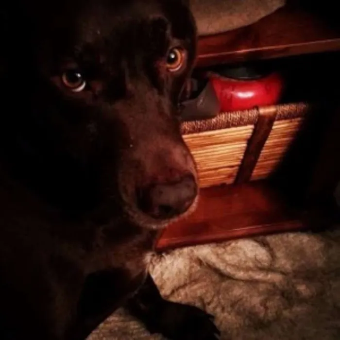 Cachorro ra a Labrador idade  nome Thor, Laila, Luna, 