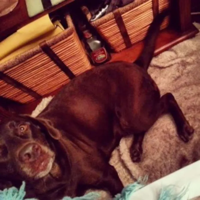 Cachorro ra a Labrador idade  nome Thor, Laila, Luna, 
