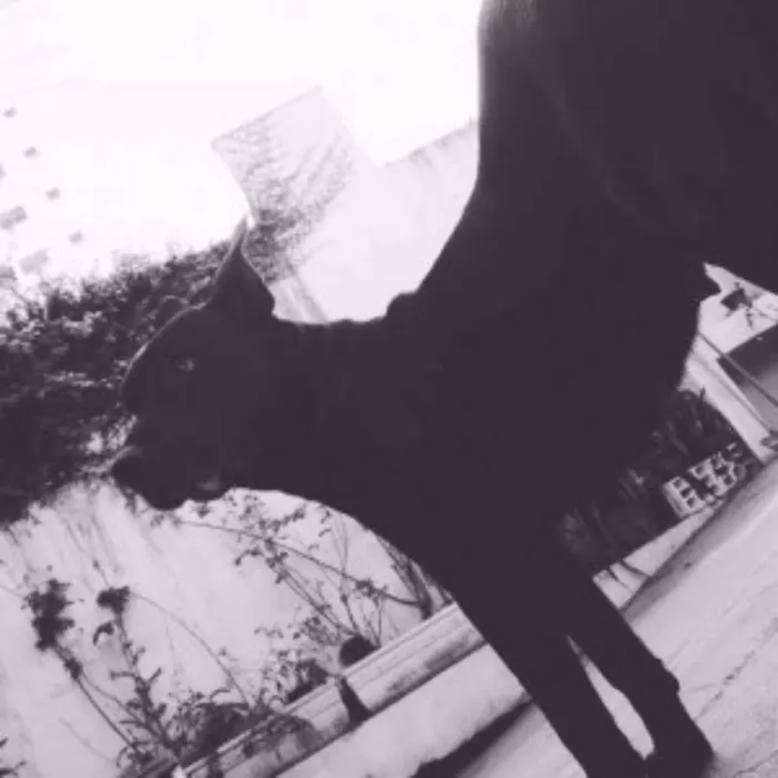 Cachorro ra a Labrador idade  nome Thor, Laila, Luna, 