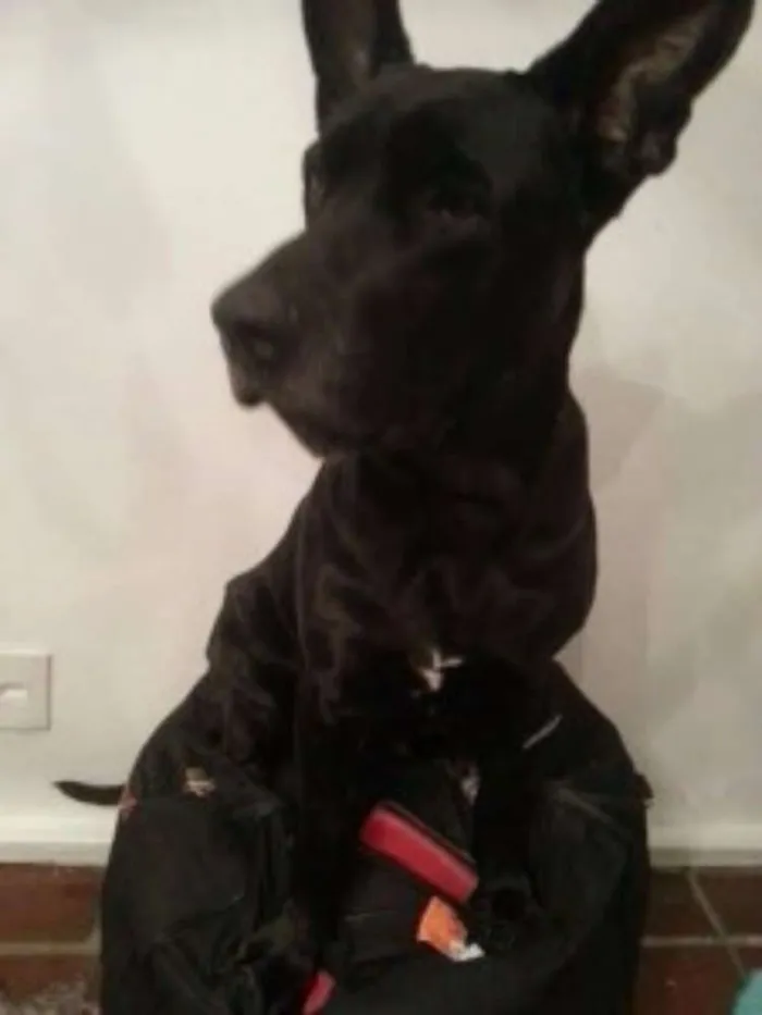 Cachorro ra a Labrador idade  nome Thor, Laila, Luna, 