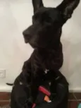 Thor, Laila, Luna,