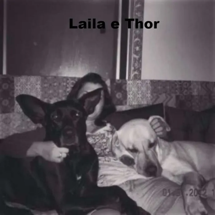 Cachorro ra a Labrador idade  nome Thor, Laila, Luna, 