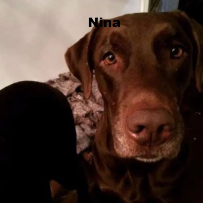 Cachorro ra a Labrador idade  nome Thor, Laila, Luna, 
