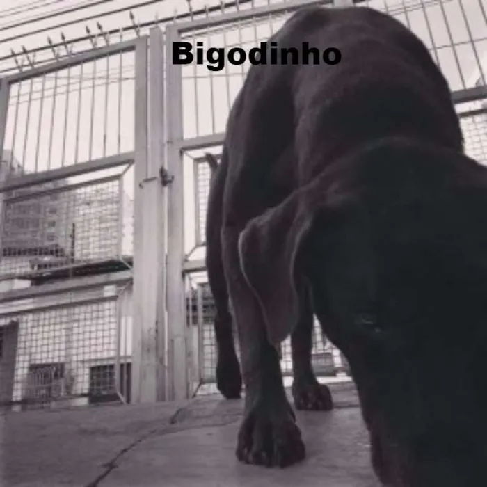 Cachorro ra a Labrador idade  nome Thor, Laila, Luna, 