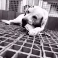 Thor, Laila, Luna, 