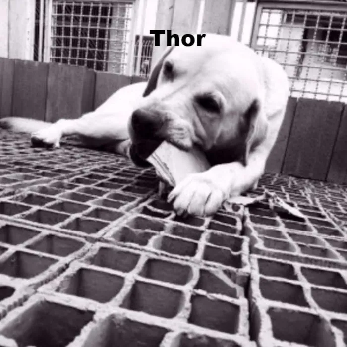 Cachorro ra a Labrador idade  nome Thor, Laila, Luna, 