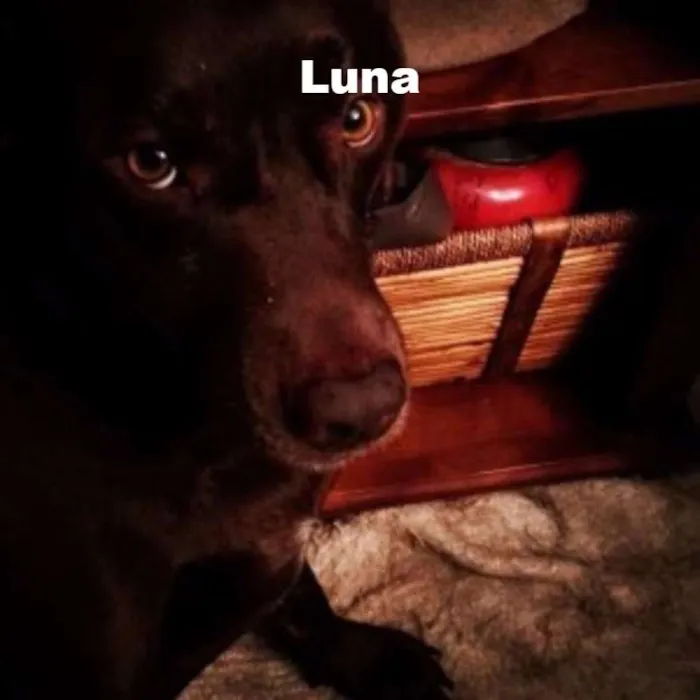 Cachorro ra a Labrador idade  nome Thor, Laila, Luna, 