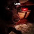Thor, Laila, Luna,