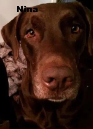 Cachorro raça Labrador idade  nome Thor, Laila, Luna, 