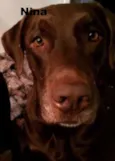 Thor, Laila, Luna,