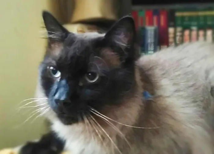Gato ra a SRD idade 2 anos nome Mion