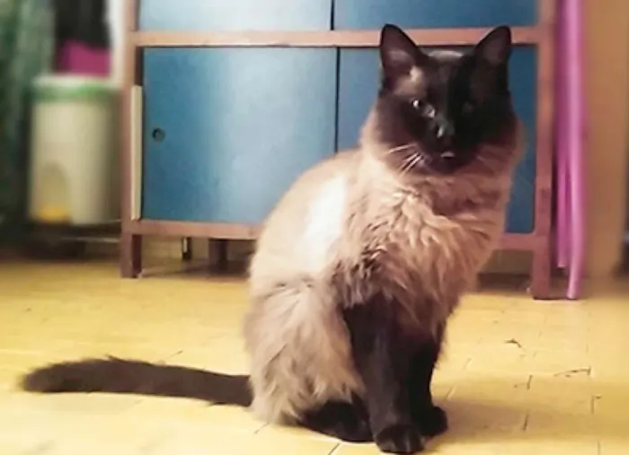 Gato ra a SRD idade 2 anos nome Mion
