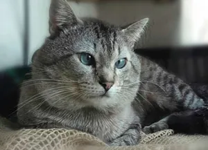 Gato raça SRD idade 2 anos nome Mia