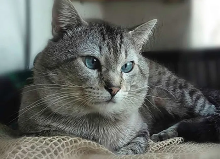 Gato ra a SRD idade 2 anos nome Mia