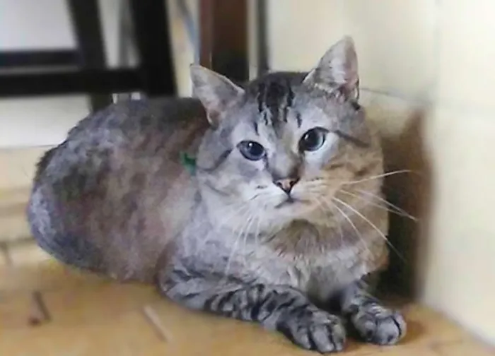 Gato ra a SRD idade 2 anos nome Mia