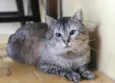 Mia