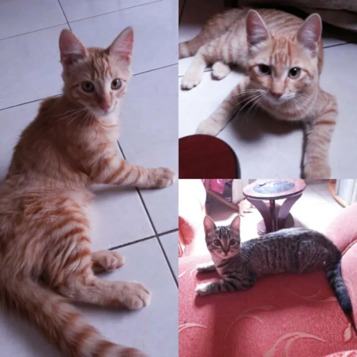 Gato ra a  idade 2 a 6 meses nome Meninos