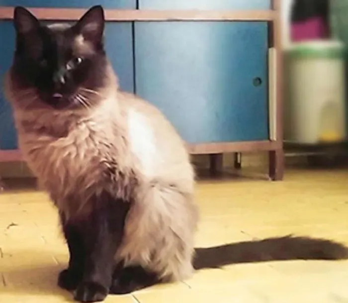 Gato ra a SRD idade 2 anos nome Mion