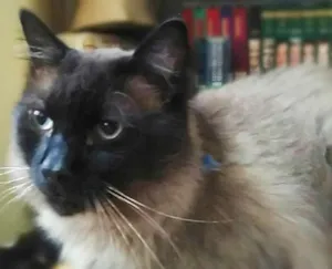 Gato raça SRD idade 2 anos nome Mion