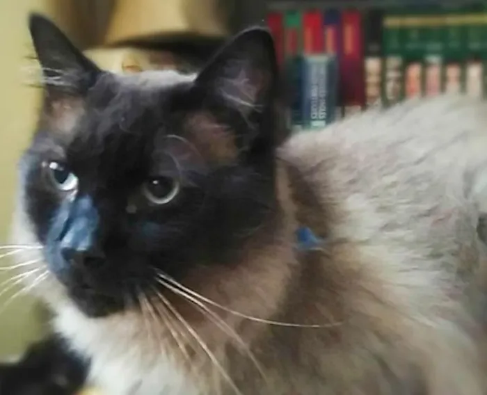 Gato ra a SRD idade 2 anos nome Mion
