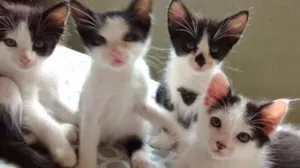 Gato raça SRD idade 2 a 6 meses nome Filhotinhos