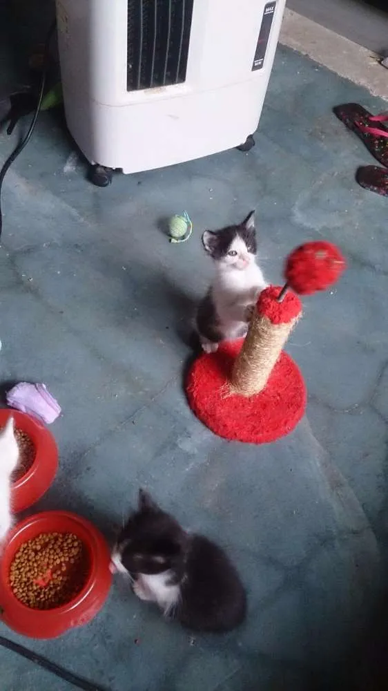 Gato ra a SRD idade 2 a 6 meses nome Filhotinhos