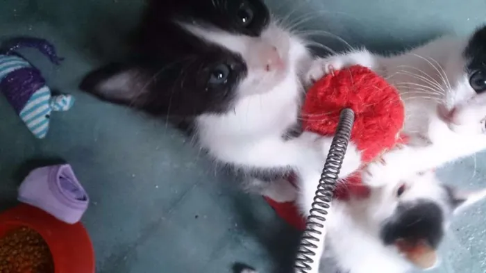 Gato ra a SRD idade 2 a 6 meses nome Filhotinhos