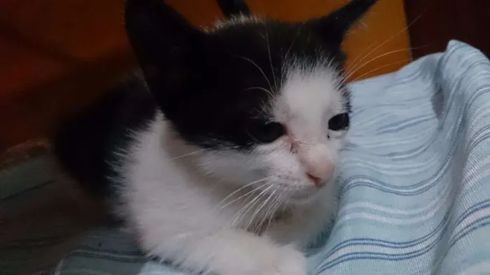 Gato ra a SRD idade 2 a 6 meses nome Filhotinhos