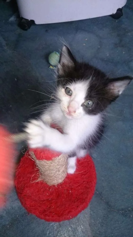 Gato ra a SRD idade 2 a 6 meses nome Filhotinhos