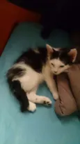 Filhotinhos