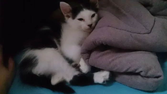 Gato ra a SRD idade 2 a 6 meses nome Filhotinhos