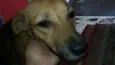 Gelinha